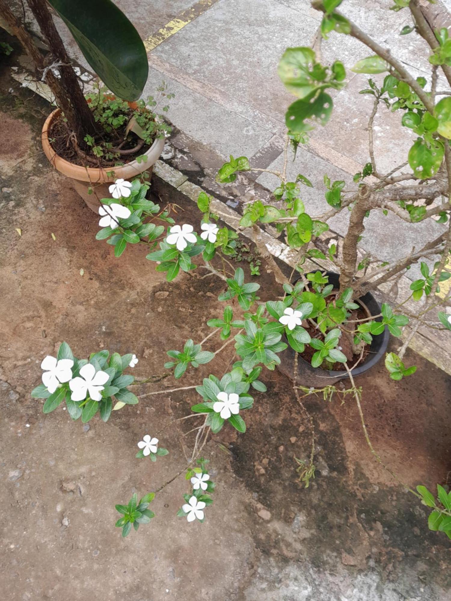 Ivon Guest House Arambol Zewnętrze zdjęcie